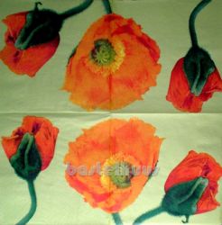 Mohn hellgrn 1/2